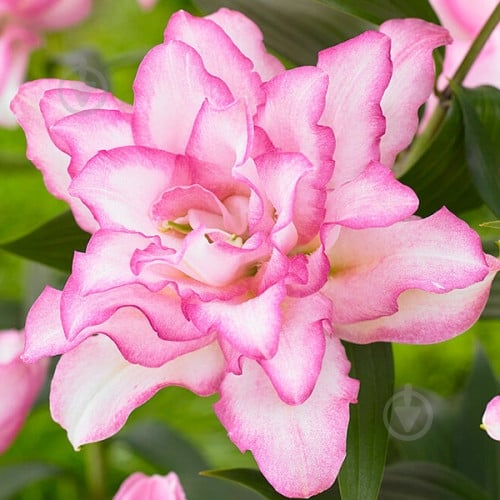 Луковица Яскрава Лилия махровая Roselily Anouska - фото 1 Луковица Яскрава Лилия махровая Roselily Anouska - фото 1