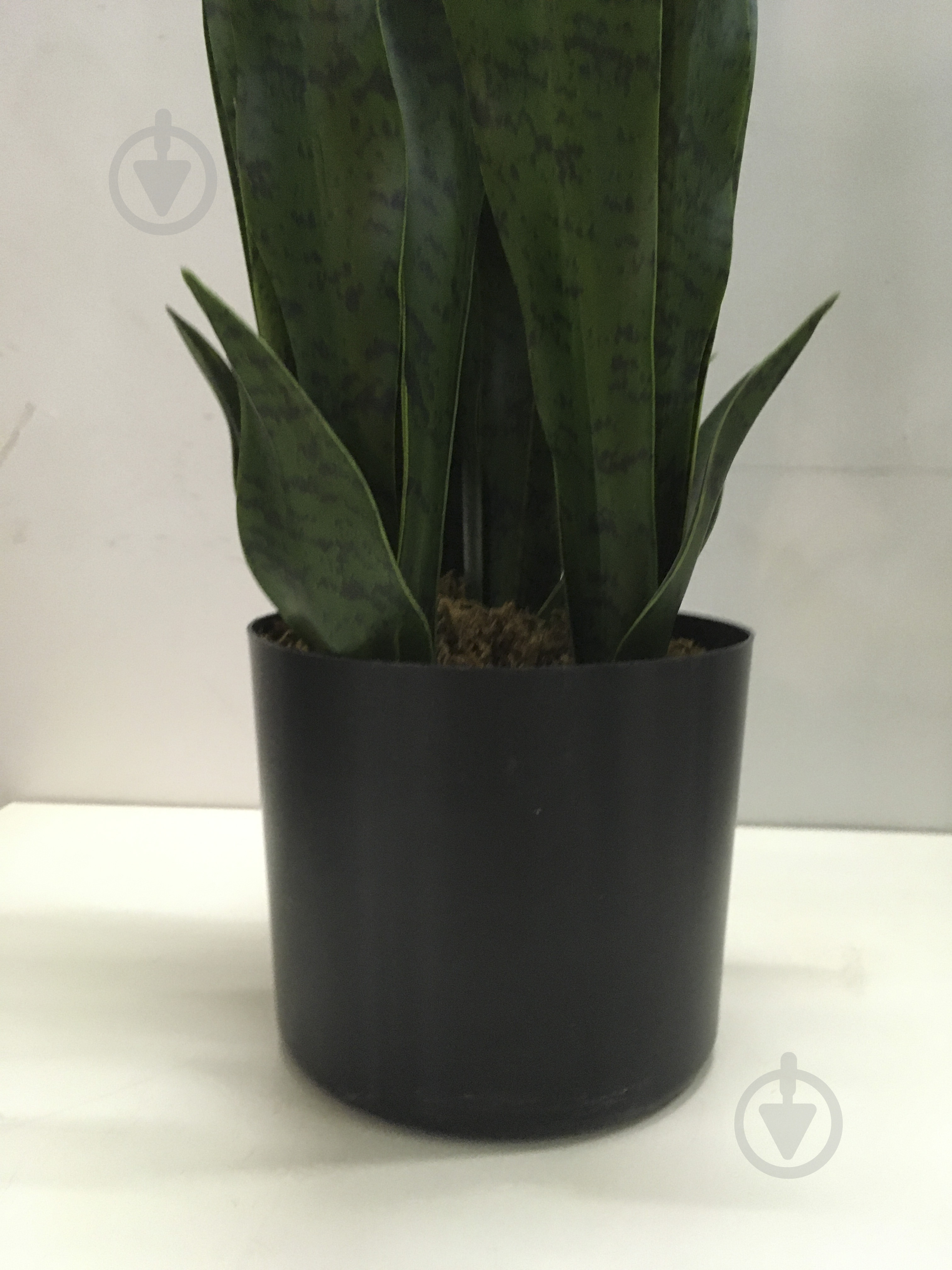 Растение искусственное Sansevieria (DW-10) Engard - фото 3 Растение искусственное Sansevieria (DW-10) Engard - фото 3