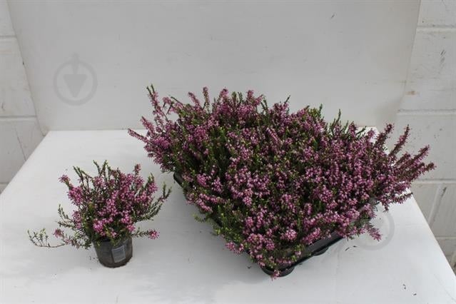 Рослина Еріка 9*6 рожева - фото 1