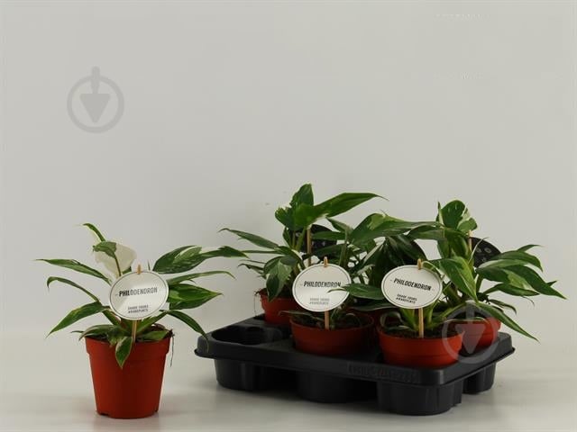 Растение Филодендрон 12х30 White Princess - фото 1