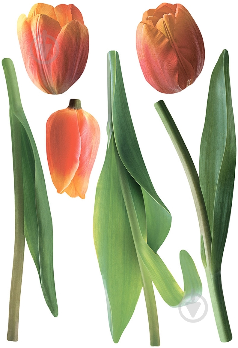 Декоративная наклейка Тюльпаны - фото 1