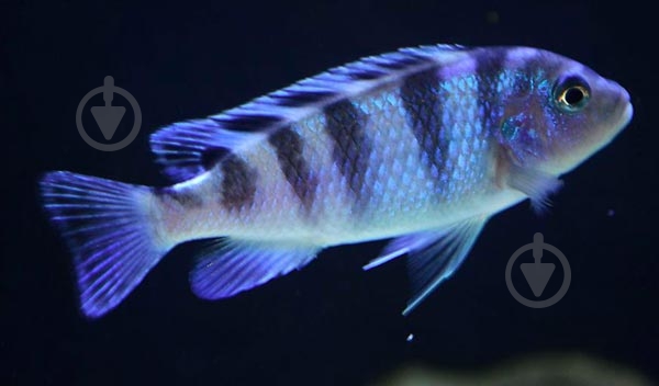 Рыбка Псевдотрофеус Ломбардо 2,6-3 см - фото 5 Рыбка Псевдотрофеус Ломбардо 2,6-3 см - фото 5