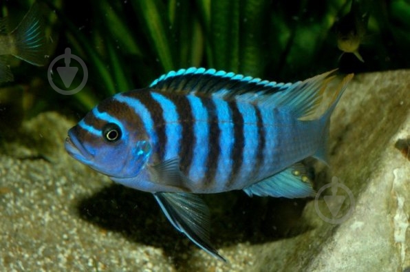 Рыбка Псевдотрофеус Ломбардо 2,6-3 см - фото 7 Рыбка Псевдотрофеус Ломбардо 2,6-3 см - фото 7