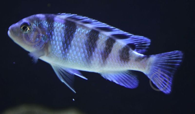 Рыбка Псевдотрофеус Ломбардо 2,6-3 см - фото 4 Рыбка Псевдотрофеус Ломбардо 2,6-3 см - фото 4