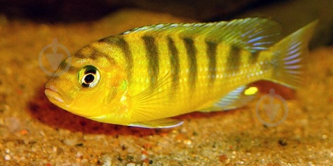 Рыбка Псевдотрофеус Ломбардо 2,6-3 см - фото 3 Рыбка Псевдотрофеус Ломбардо 2,6-3 см - фото 3