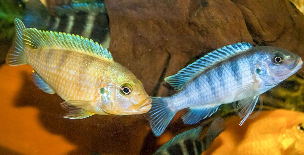 Рыбка Псевдотрофеус Ломбардо 2,6-3 см - фото 2 Рыбка Псевдотрофеус Ломбардо 2,6-3 см - фото 2