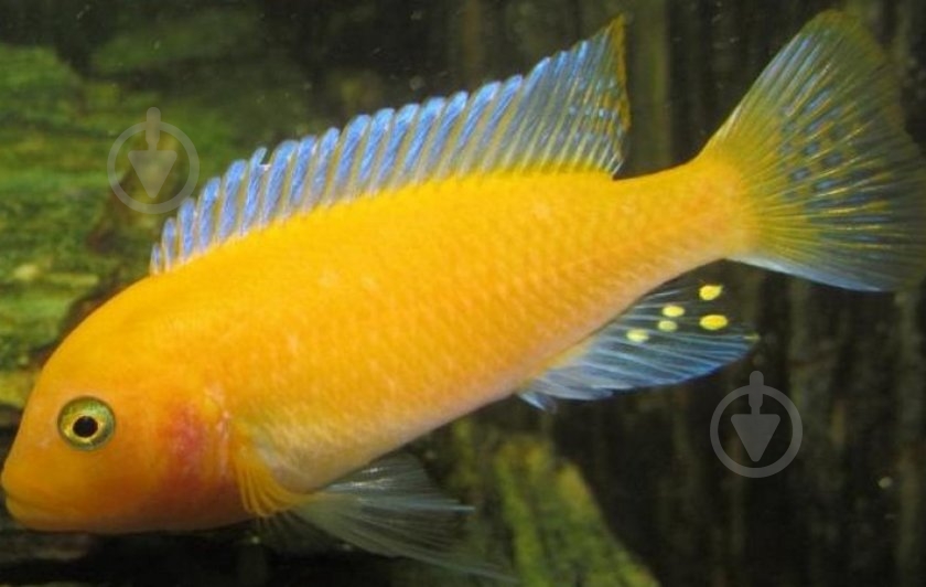 Рыбка Псевдотрофеус Ломбардо 2,6-3 см - фото 9 Рыбка Псевдотрофеус Ломбардо 2,6-3 см - фото 9