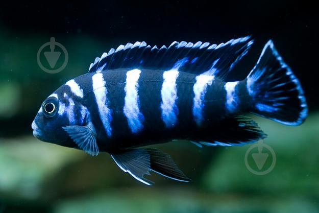 Рыбка Псевдотрофеус Ломбардо 2,6-3 см - фото 6 Рыбка Псевдотрофеус Ломбардо 2,6-3 см - фото 6