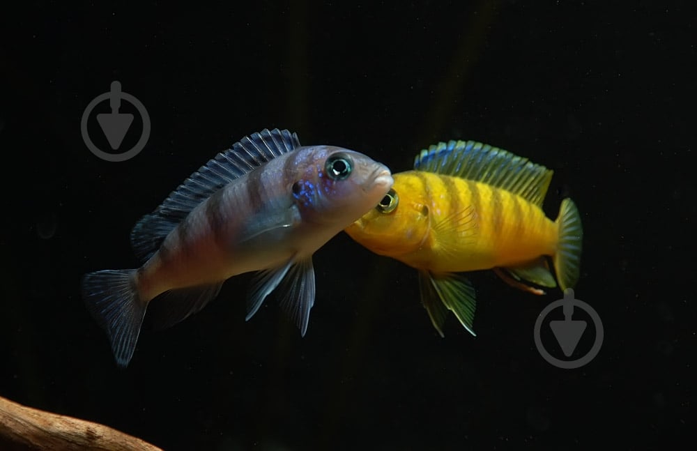 Рыбка Псевдотрофеус Ломбардо 2,6-3 см - фото 1 Рыбка Псевдотрофеус Ломбардо 2,6-3 см - фото 1