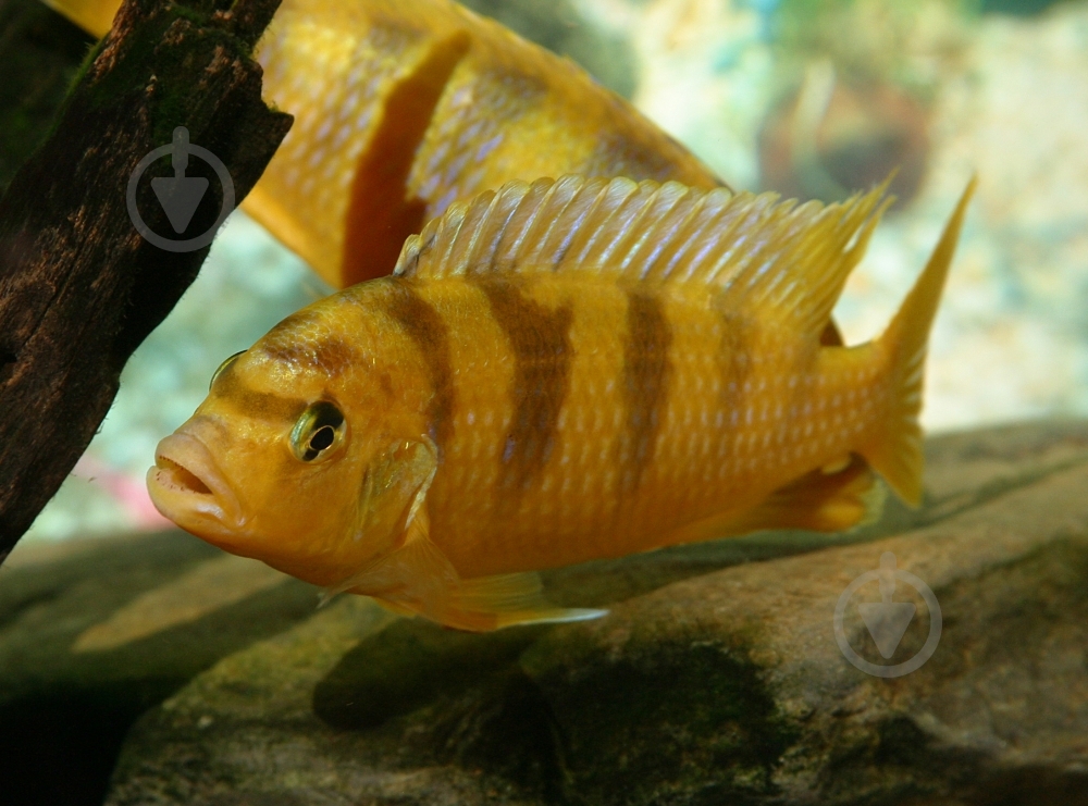 Рыбка Псевдотрофеус Ломбардо 2,6-3 см - фото 10 Рыбка Псевдотрофеус Ломбардо 2,6-3 см - фото 10