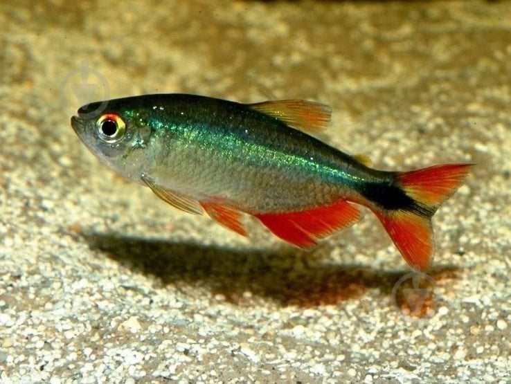Рыбка Тетрагоноптерус 3-3,5 см - фото 1