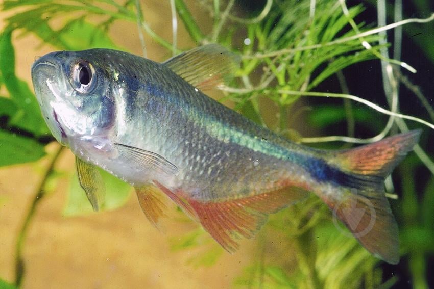 Рыбка Тетрагоноптерус 3-3,5 см - фото 3