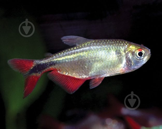 Рыбка Тетрагоноптерус 3-3,5 см - фото 8