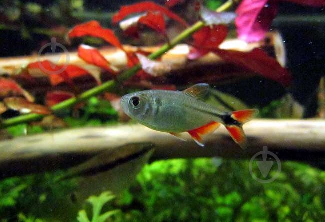 Рыбка Тетрагоноптерус 3-3,5 см - фото 9