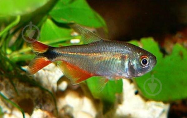 Рыбка Тетрагоноптерус 3-3,5 см - фото 7