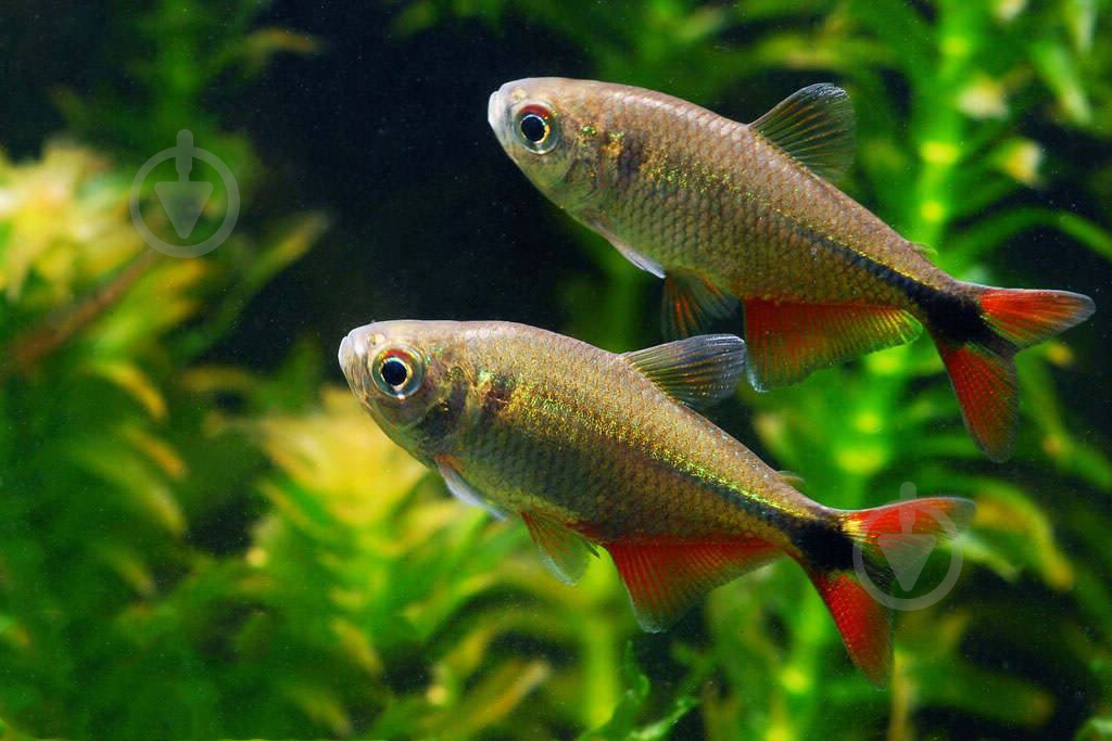 Рыбка Тетрагоноптерус 3-3,5 см - фото 5