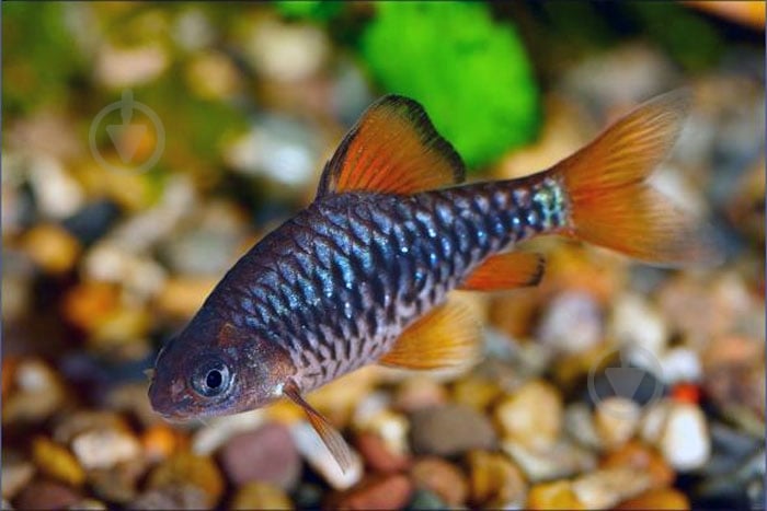 Рыбка Барбус Олиголепис 2,5-3 см - фото 1 Рыбка Барбус Олиголепис 2,5-3 см - фото 1