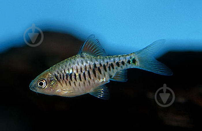 Рыбка Барбус Олиголепис 2,5-3 см - фото 7 Рыбка Барбус Олиголепис 2,5-3 см - фото 7