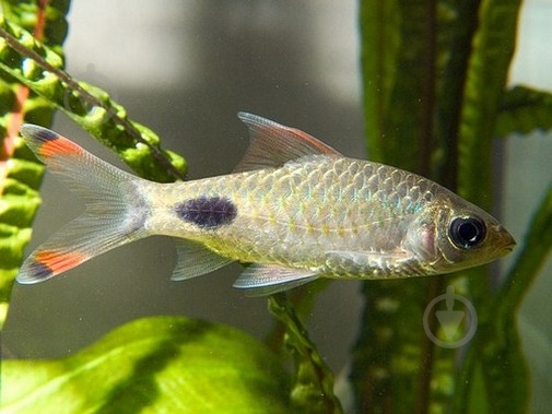 Рыбка Барбус Олиголепис 2,5-3 см - фото 8 Рыбка Барбус Олиголепис 2,5-3 см - фото 8