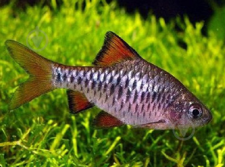 Рыбка Барбус Олиголепис 2,5-3 см - фото 5 Рыбка Барбус Олиголепис 2,5-3 см - фото 5