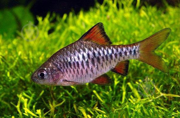 Рыбка Барбус Олиголепис 2,5-3 см - фото 3 Рыбка Барбус Олиголепис 2,5-3 см - фото 3