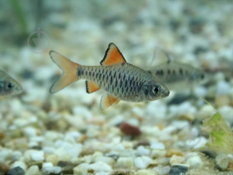 Рыбка Барбус Олиголепис 2,5-3 см - фото 2 Рыбка Барбус Олиголепис 2,5-3 см - фото 2