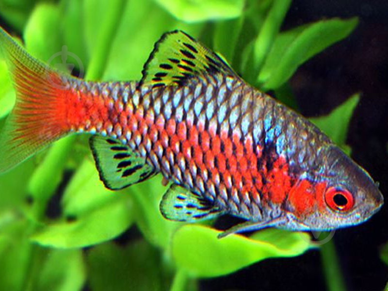 Рыбка Барбус Олиголепис 2,5-3 см - фото 10 Рыбка Барбус Олиголепис 2,5-3 см - фото 10