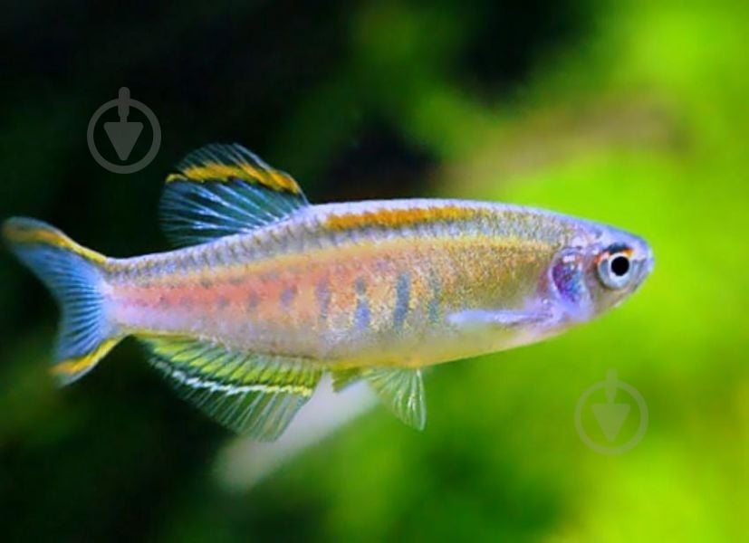 Рыбка Данио хопра 2,5-3 см - фото 4