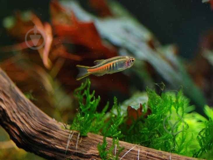 Рыбка Данио хопра 2,5-3 см - фото 1