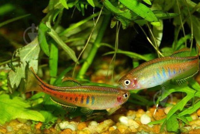 Рыбка Данио хопра 2,5-3 см - фото 8