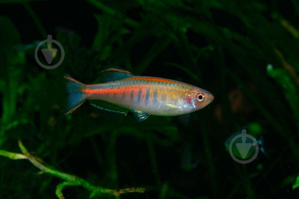 Рыбка Данио хопра 2,5-3 см - фото 5