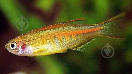 Рыбка Данио хопра 2,5-3 см - фото 7