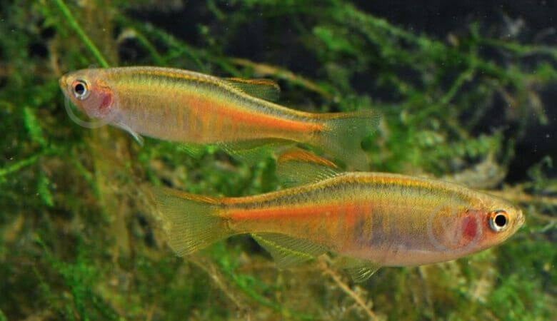 Рыбка Данио хопра 2,5-3 см - фото 6