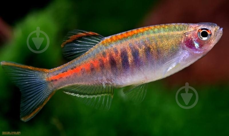 Рыбка Данио хопра 2,5-3 см - фото 9