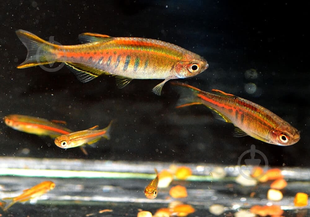 Рыбка Данио хопра 2,5-3 см - фото 10