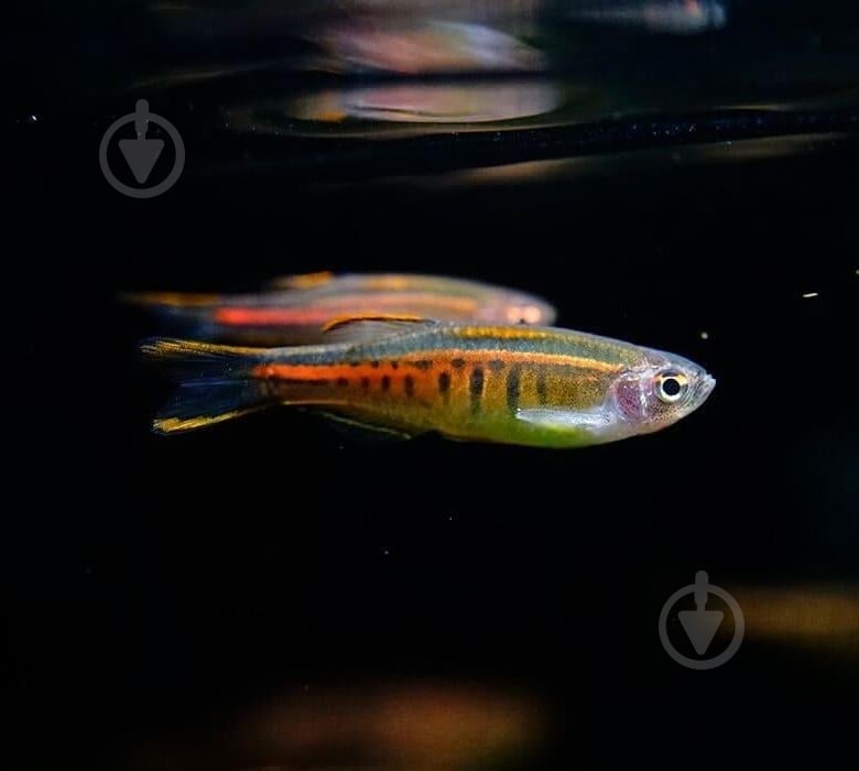 Рыбка Данио хопра 2,5-3 см - фото 3