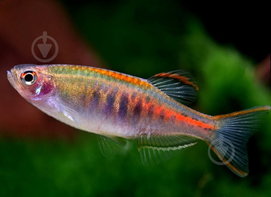 Рыбка Данио хопра 2,5-3 см - фото 2