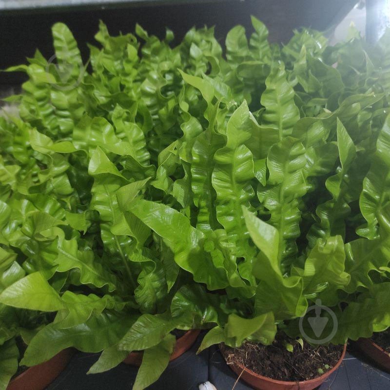 Растение Асплениум 12х30 Crispy Wave - фото 1