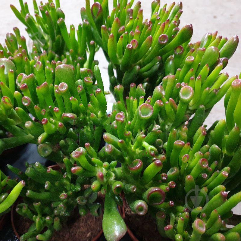 Растение Крассула 10х17 Hobbit - фото 1