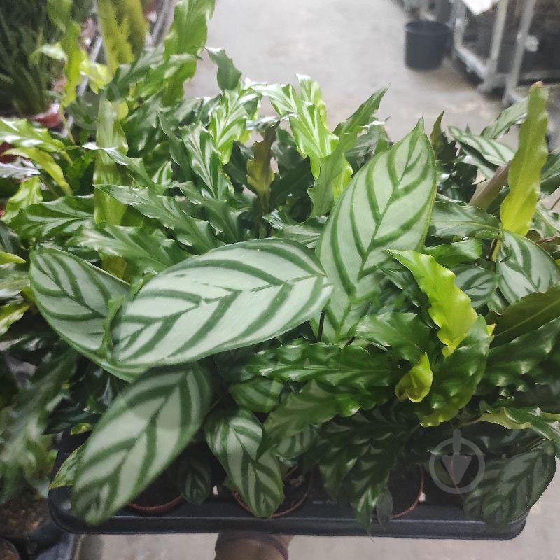 Растение Калатея 7х15 микс - фото 1