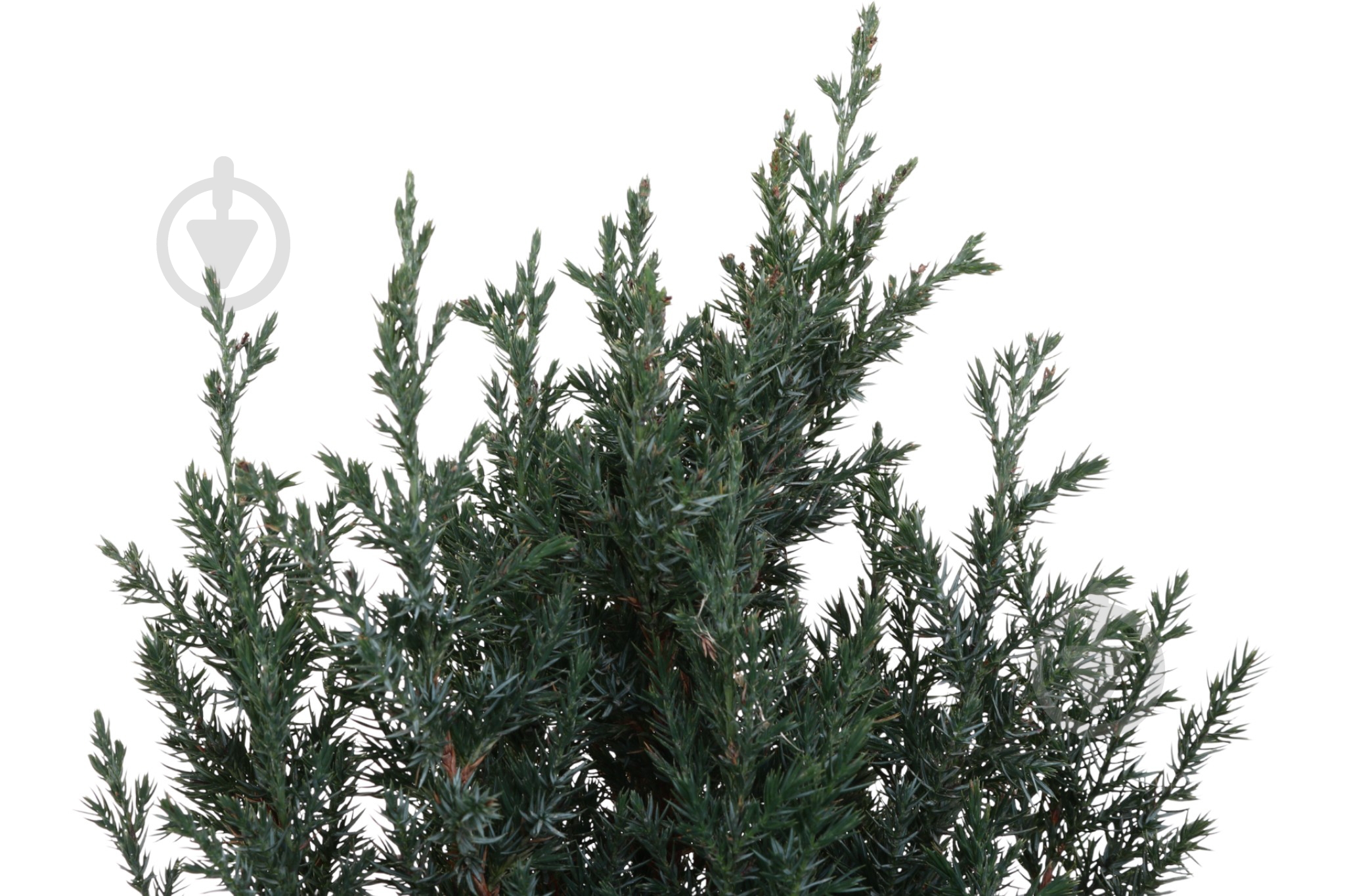 Растение Можжевельник Stricta C5 - фото 2