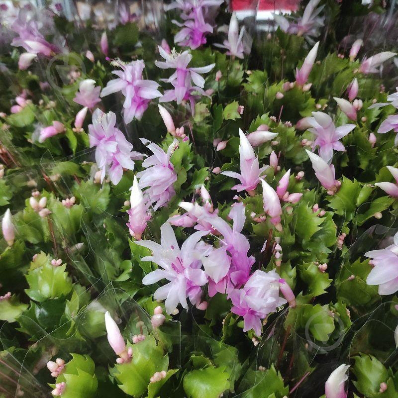 Растение Шлюмбергера 9x15 белая - фото 1 Растение Шлюмбергера 9x15 белая - фото 1