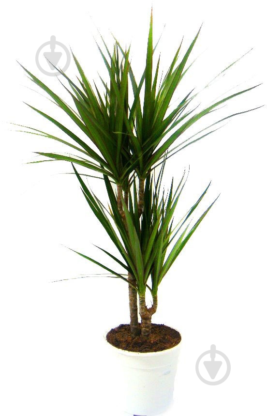 Растение Драцена Микс d13 - фото 1 Растение Драцена Микс d13 - фото 1