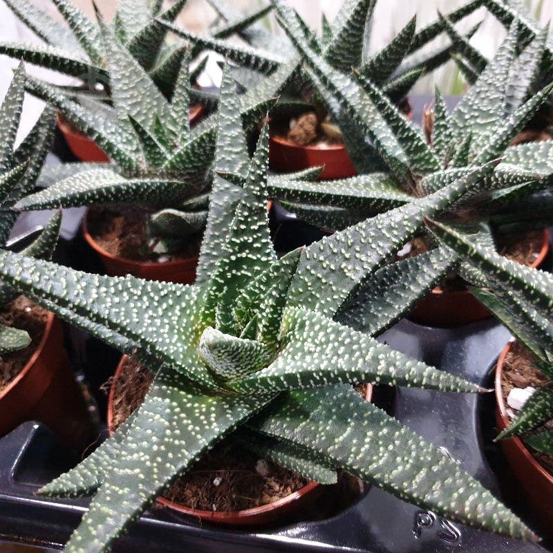 Растение Гастерия 9x15 Royal Highness - фото 1