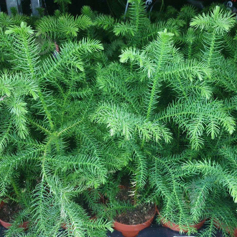 Растение Араукария 10х25 - фото 1