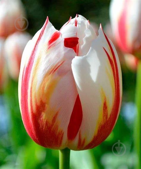 Луковица тюльпана Happy Generation 3 шт. - фото 2