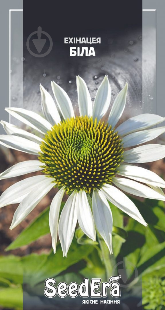 Насіння Seedera ехінацея біла 0,3 г (4823073706640) - фото 1 Насіння Seedera ехінацея біла 0,3 г (4823073706640) - фото 1