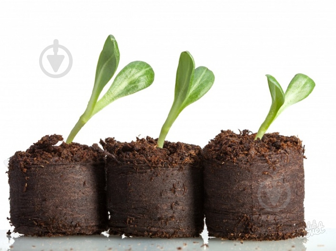 Торфяные таблетки d36 мм 10 шт. - фото 2 Торфяные таблетки d36 мм 10 шт. - фото 2