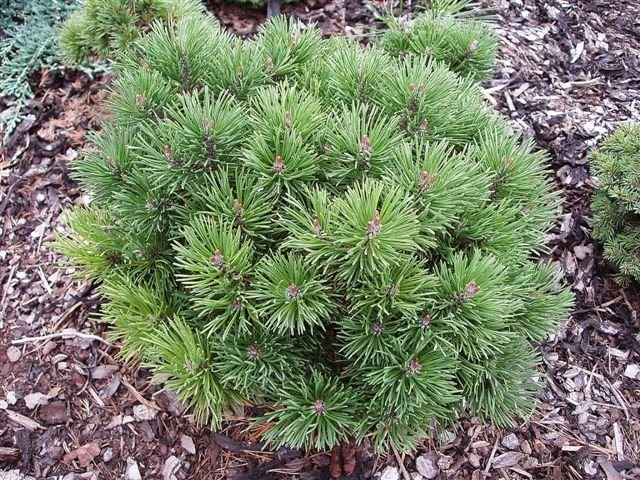 Рослина Сосна гачкувата / Pinus uncinata Compacta С10 - фото 2