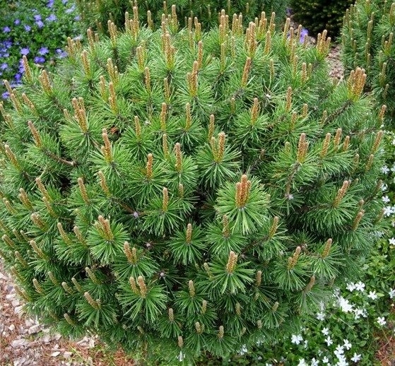 Рослина Сосна гачкувата / Pinus uncinata Compacta С10 - фото 3